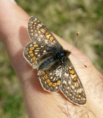 Euphydryas aurinia debilis