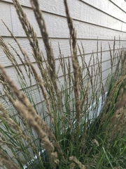 Calamagrostis × acutiflora