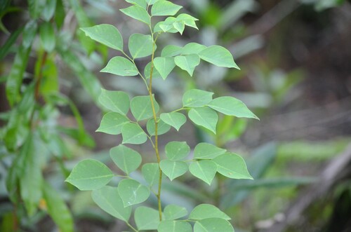 Dalbergia sissoo