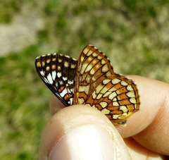 Euphydryas cynthia