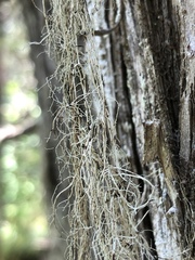 Ramalina thrausta