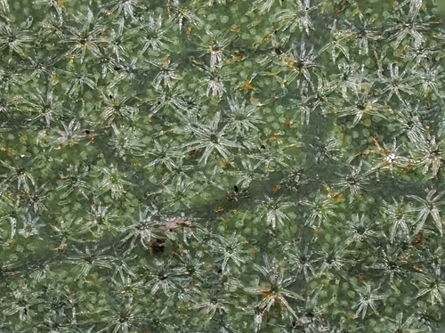 Quercus berberidifolia x cornelius-mulleri