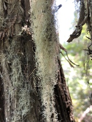 Ramalina thrausta