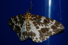 Dilophodes elegans