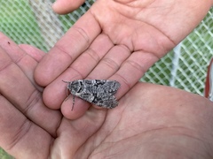 Prionoxystus robiniae