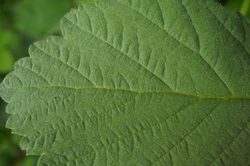 Image of Rubus canescens by (c) Patrick Hacker, some rights reserved (CC BY)