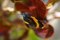 Milionia zonea pryeri