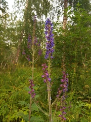Delphinium retropilosum