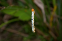 Milionia zonea pryeri