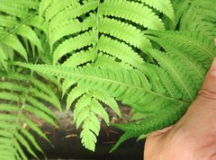 Sphaerostephanos heterocarpos