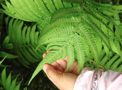 Sphaerostephanos heterocarpos