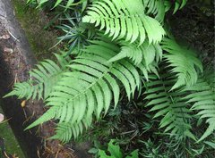 Sphaerostephanos heterocarpos