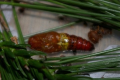 Milionia zonea pryeri