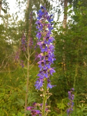 Delphinium retropilosum