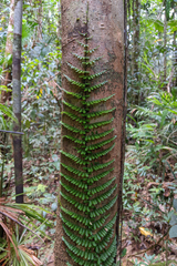 Monstera (Teratophyllum)
