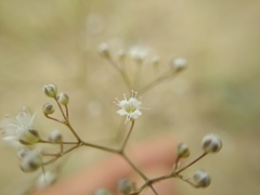 Gypsophila
