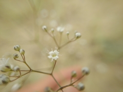 Gypsophila