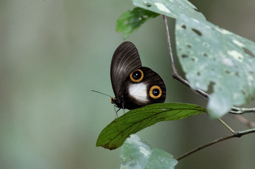Taenaris dioptrica