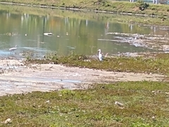 Ardea alba