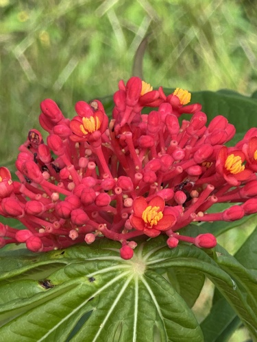 Jatropha multifida