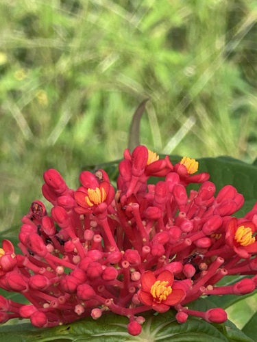 Jatropha multifida