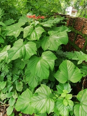 Clerodendrum paniculatum