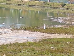 Ardea alba