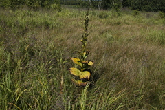 Veratrum oxysepalum