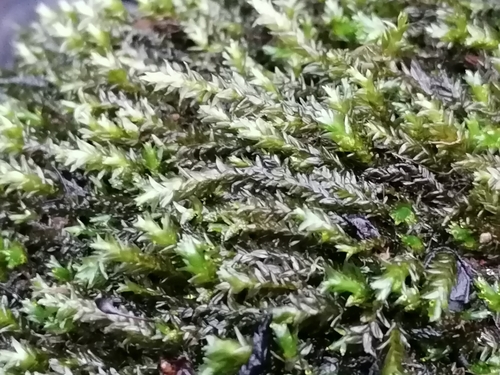 Image of Rhynchostegium riparioides by (c) Daniel Buczkiewicz, some rights reserved (CC BY-SA)