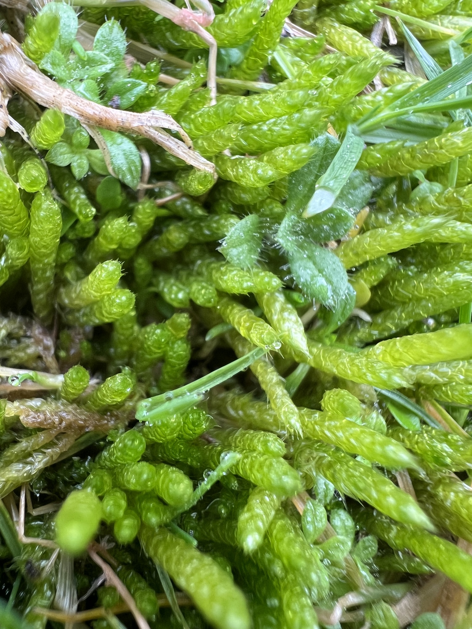 Brachytheciastrum collinum