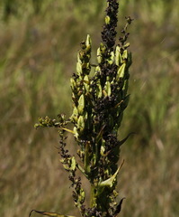 Veratrum oxysepalum