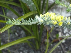 Aspalathus caledonensis