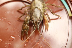 Austropotamobius torrentium