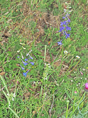 Delphinium schmalhausenii