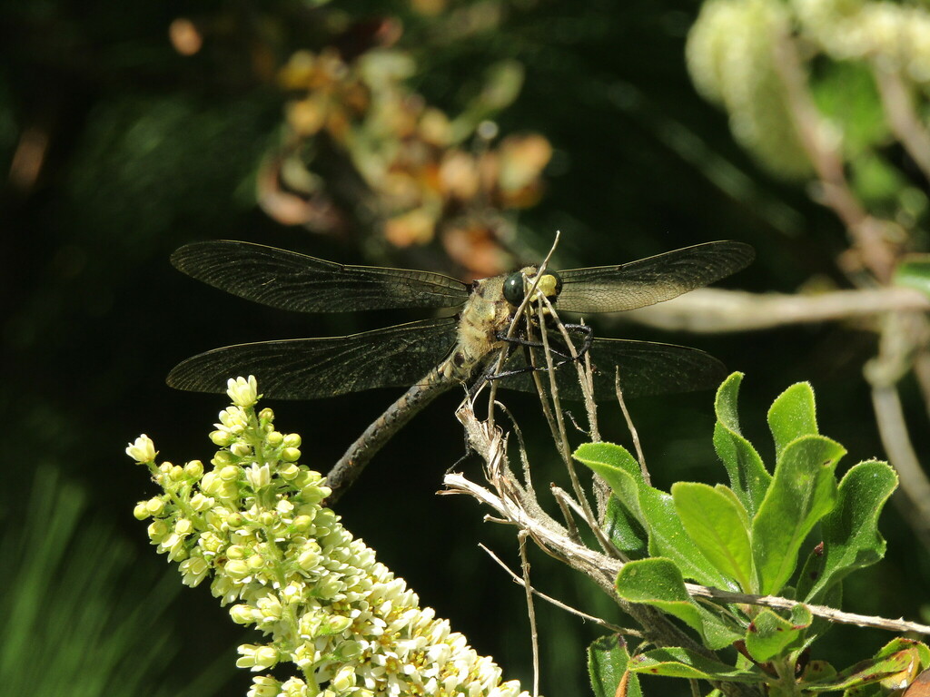 Chilean Petaltail