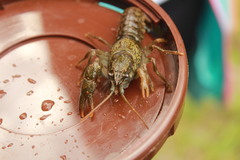 Austropotamobius torrentium