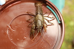 Austropotamobius torrentium