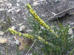 Aspalathus caledonensis