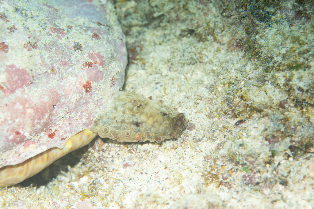 Giant triton