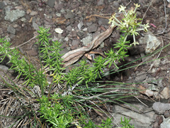 Asperula glomerata