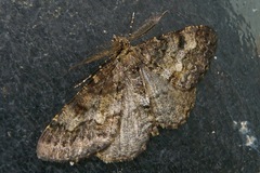 Alcis angulifera