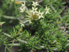 Asperula glomerata