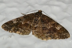 Alcis angulifera
