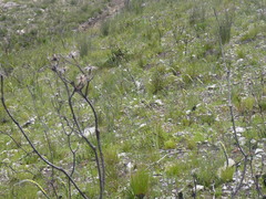 Aspalathus caledonensis