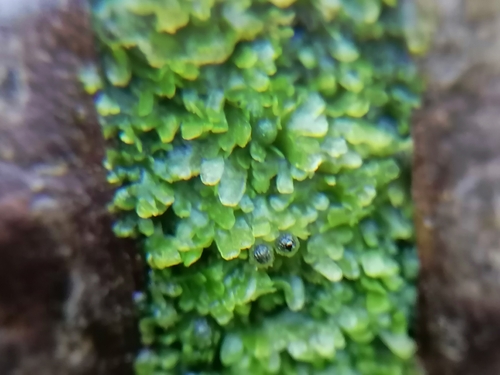 Image of Riccardia palmata by (c) Daniel Buczkiewicz, some rights reserved (CC BY-SA)