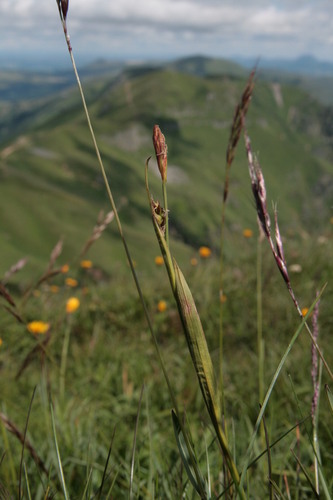 Carex vaginata iNat (3)