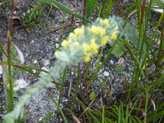 Aspalathus caledonensis