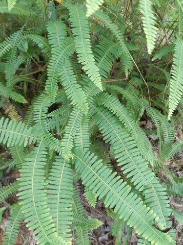 Drooping forkedfern (Dicranopteris flexuosa)