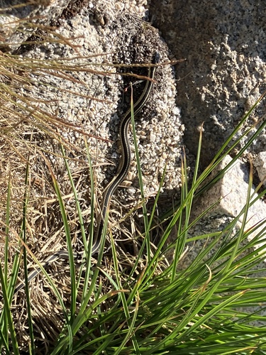 iNaturalist observation photo of Western Terrestrial Garter Snake