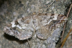 Alcis medialbifera